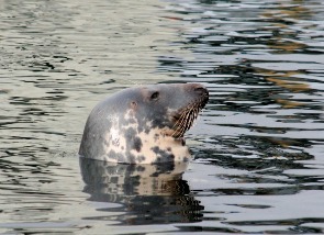 Grey seal